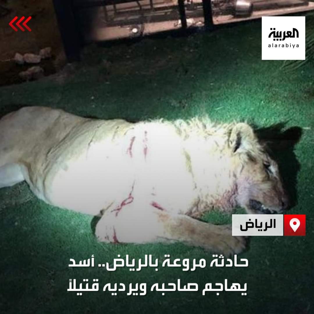 في حادثة مروعة هزت الرياض توفي شاب سعودي بعد أن هاجمه أسد كان يقوم بتربيته في حي السلي .. صور