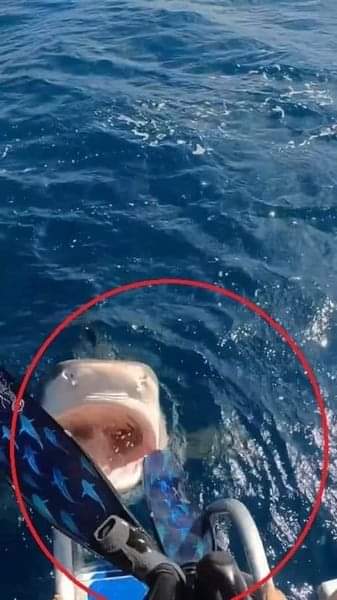 سباحة تنجو في الثانية الأخيرة.. كادت أن تقفز في فم قرش مرعب متخفي دون أن تدري