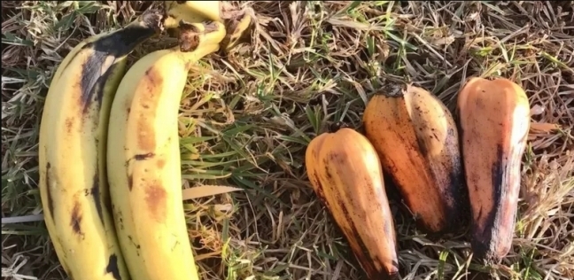 لحل مشكلة الجفاف وشحة الأمطار ونقص الغذاء.. هذا ما سيأكله العالم بحلول عام 2050