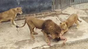 شاهد بالصورة .. اسد يفترس طفل بعد انباء عن هروبه من حديقة الحيوانات بالعاصمة صنعاء وحالة من القلق والرعب في اوساط المواطنين واليكم تفاصيل الحقيقة الكاملة