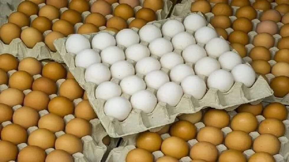 أسعار البيض في العاصمة تسجل رقم قياسي جديد وغير مسبوق .. ( سعر البيضه الواحده في صنعاء وعدن ومارب وحضرموت )