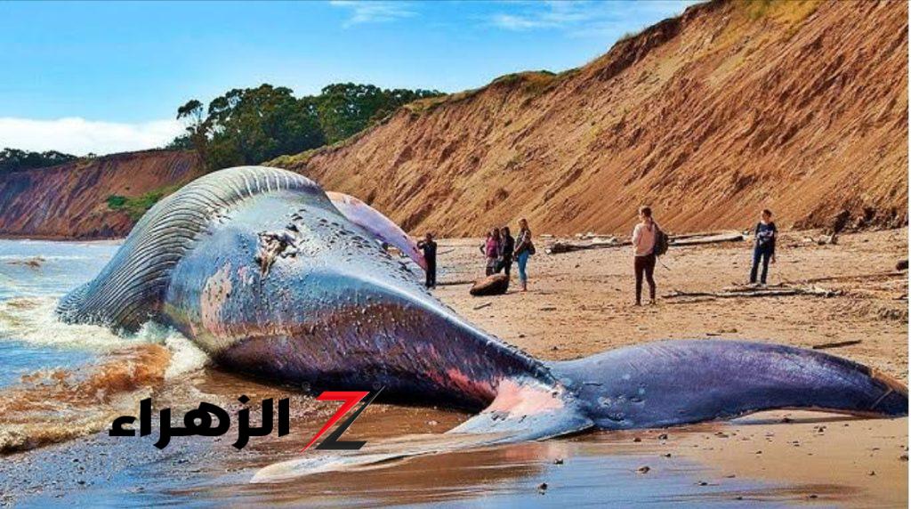 بالصورة.. طوله 33 متر ويأكل 16 طن يوميًا العالم كله مذهول اكتشاف أضخم حيوان في العالم ووزنه يصل 200 طن