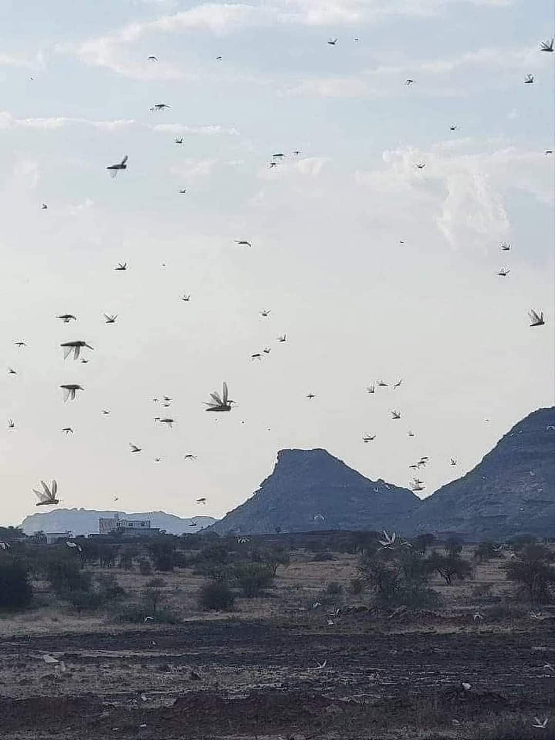طوفان الجراد يجتاح عدد من احياء العاصمةِ صنعاء .. وسط مخاوف مزارعين ضواحي العاصمة على محاصيلهم