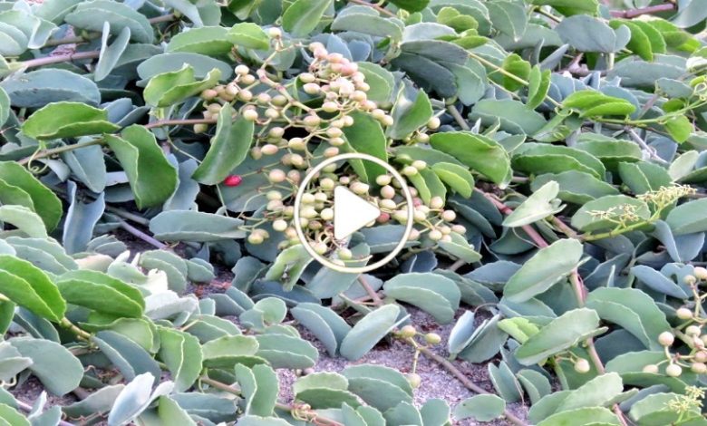 بالصورة شجرة غريبة تنمو في عدة دول عربية تحتوي على مواد باهظة الثمن تباع بالدولار وتعتبر ثروة هائلة اذا كنت تمتلكها اعتبر نفسك ثري من هذه اللحظة