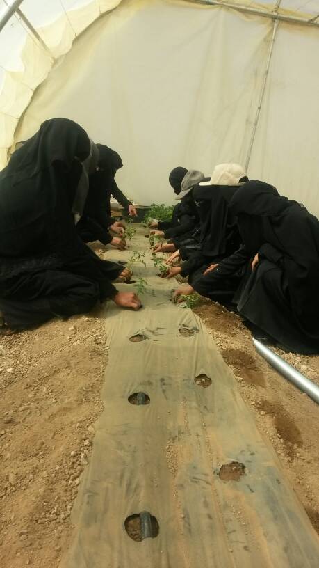 أياد ناعمة تساهم في إعادة مجد الزراعة إلى اليمن 