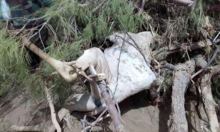 الجوف : سيول الأمطار تجرف عشرات الإبل .. صور