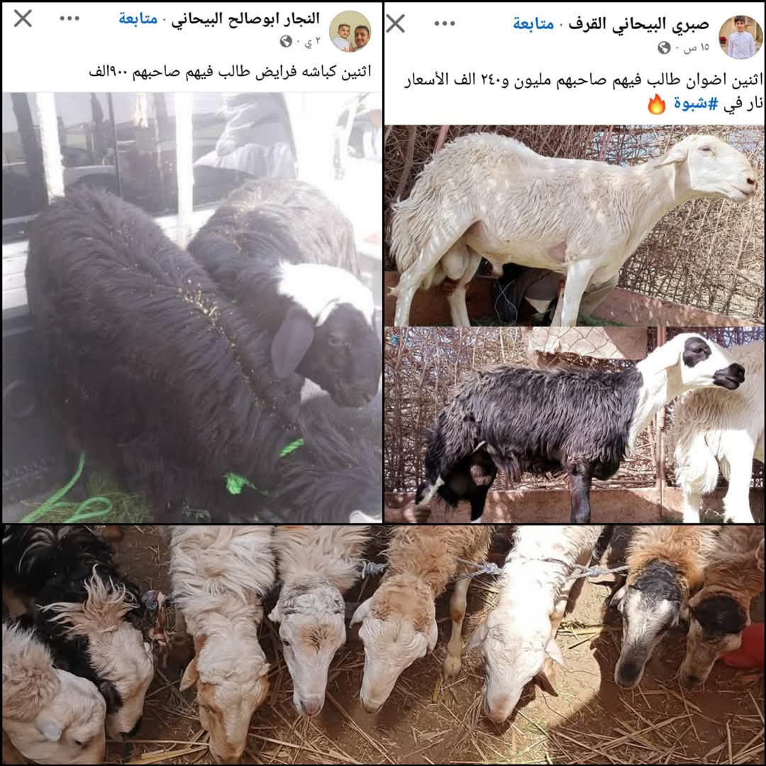 اليمن : ارتفاع أسعار الأضاحي إلى مستويات فلكية  ..