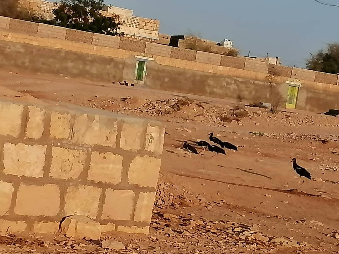 شاهد بالصورة في هذه المنطقة اليمنية طيور غريبة غير مألوفة لم يتم رؤيتها من قبل تثير حالة من الحيره لدى المواطنين من حيث اشكالها وكثرة اعدادها باب منازل المواطنين