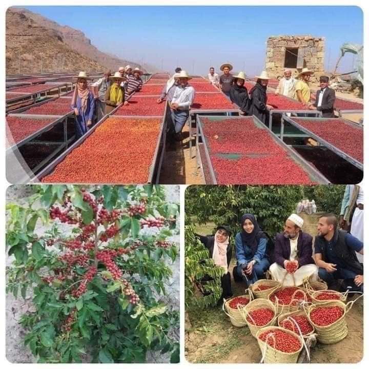 منتج يمني يتحدى العالم ويوصل سعر الكيلو في أمريكاء الى 350 دولار