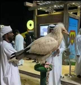 دولة الإمارات تسرق صقور سقطرى وتستعرض بها في معارضها ... صور