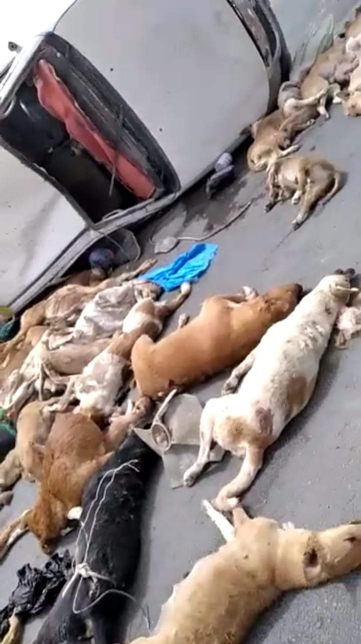 بالصور .. حادثٌ مروري يفضحُ توزيعَ لحوم الكلاب للقوات هادي  بمأرب ...