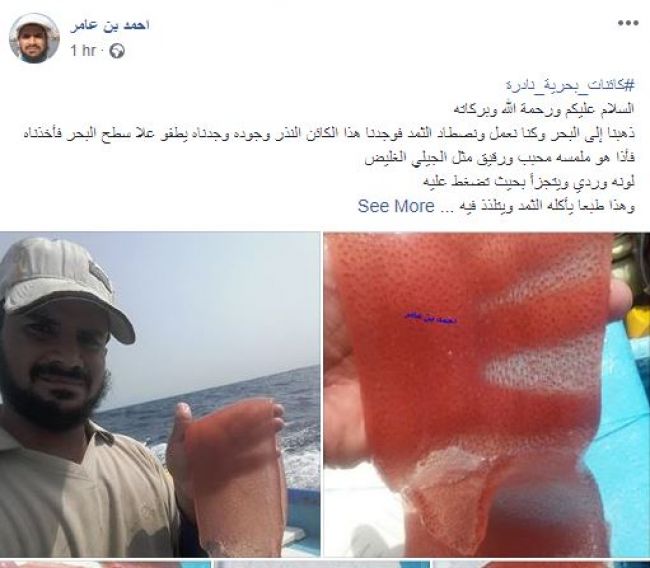 بالصورة .. مخلوق مرعب يثير الرعب في أوساط مرتادي سواحل عدن اليمنية