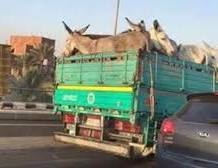 تورط شركات في عمليات غش غذائي وتقوم ببيع لحوم الخيول والحمير على أنها لحوم أبقار