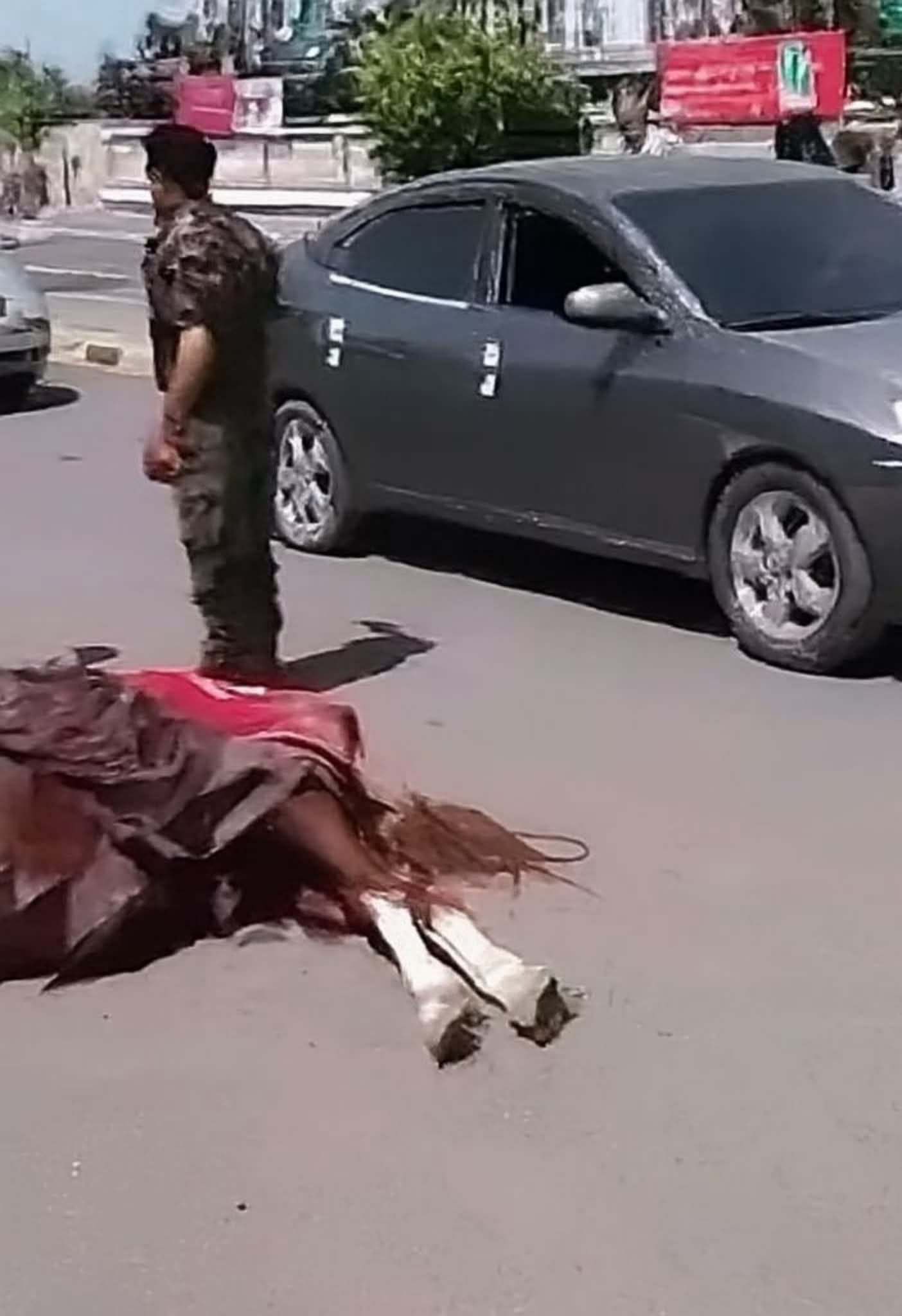 حقيقة مصرع الحصان المعروض في فديو وهو يعاني سكرات الموت في صنعاء  ..
