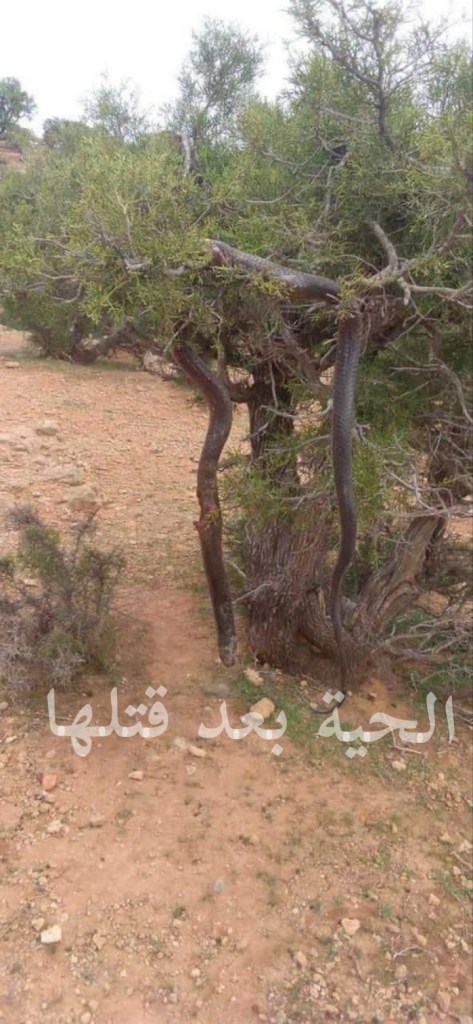 في حادثة أغرب من الخيال شاهد مافعله ثعبان عملاق بأحد المواطنين اليمنيين
