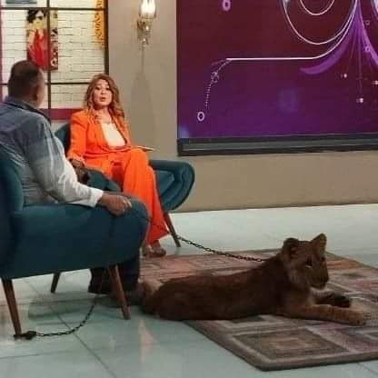 خلال تصوير برنامجها.. أسد يهاجم الفنانة اللبنانية مادلين_طبر على الهواء