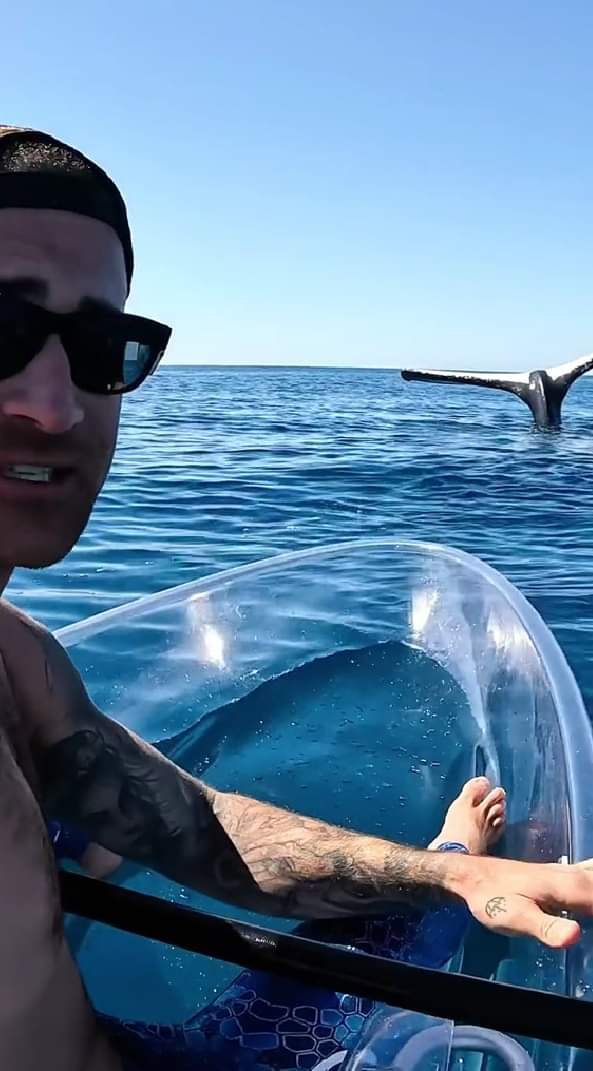 مشهد غريب وسط المحيط.. حوت يقف على رأسه بلا حركة لمدة طويلة
