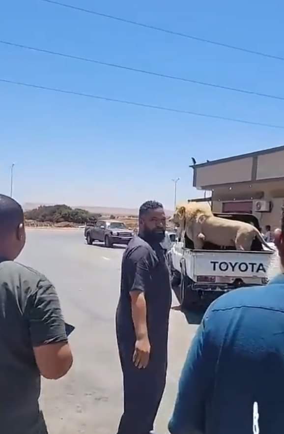 أسد مربوط على متن سيارة نصف نقل في ليبيا دون حماية يثير الجدل