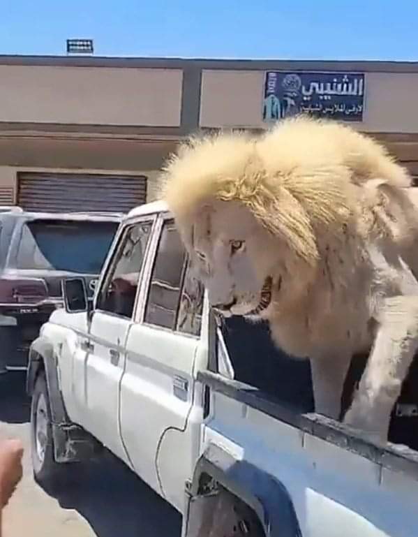 أسد مربوط على متن سيارة نصف نقل في ليبيا دون حماية يثير الجدل