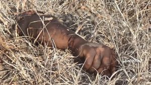 الإعلام الحربي ينشر مشاهد بالصوت والصورة شاهد ضربة موجعة لمرتزقة العدوان جثث وأشلاء متناثرة وهروب من تبقى تاركين وراءهم مدرعات وآليات عسكرية متطورة في هذه الجبهة