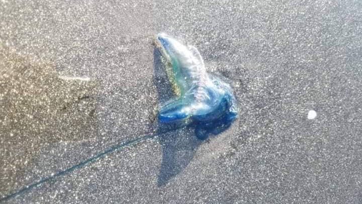 شاهد بالصورة الحيوان السام الذي هدد حياة المواطنين مرتادي السواحل اليمنية
