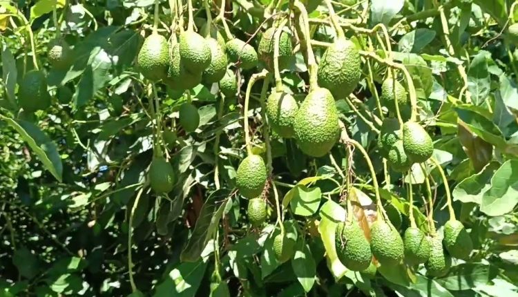 مسؤول بارز في حكومة صنعاء يزف بشرى سارة لكل أبناء الشعب اليمني.